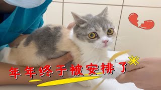 一进医院猫咪被吓的流口水，回家后猫爸爸直接质问铲屎官