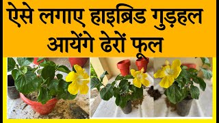 ऐसे लगाएं हाइब्रिड गुड़हल आएंगे ढेरों फूल yellow hybrid hibiscus #Gardening_in_Hindi #hybrid_gudhal