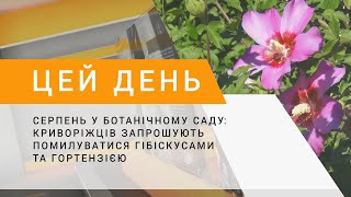 Серпень у ботанічному саду: криворіжців запрошують помилуватися гібіскусами та гортензією