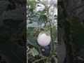 ছাদবাগানে সাদা বেগুনের চাষ cultivation of white brinjal uncommon type brinjal in roof top garden