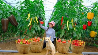 Harvest  Horn Chilies, Chocolate Chilies, Red Bell Peppers, Yellow Bell Peppers To Cook.