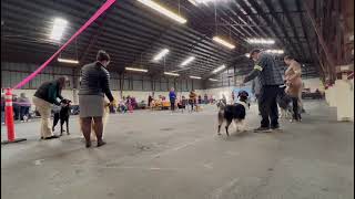 Tarot - IABCA Herding Group Ridefield WA Part B 2022