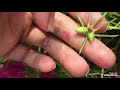 how to grow portulaca flowers part1 វិធីដាំផ្កាម៉ោងដប់បានផ្កាច្រេីនភាគ1