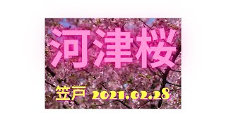 満開 河津桜　2021年2月28日 4K.2160p