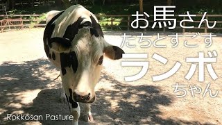 お馬さんたちとすごす日常【六甲山牧場】馬だと思ってる牛のランボルギーニ