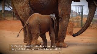 Wild Elephant Brings Her New Baby To Meet The People Who Saved Her Life