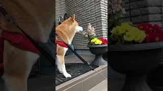 パパをお見送りするハチ🐕👋行ってらっしゃい👋　　　#お見送り  #shorts  #shiba #shibainu