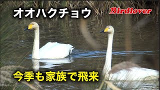 今季も飛来・オオハクチョウ家族