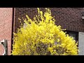 beautiful forsythia...love them very much ...美丽的连翘花，太喜欢它们了。。。