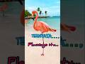 Hal Unik Tentang Flamingo yang Wajib Kamu Tahu!. #youtubeshorts #shortvideo #faktaunik