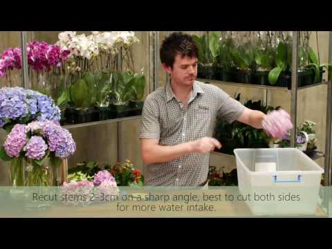 Hydrangeas Wilting in Vase - How to Keep Cut Hydrangea Fresh Hydrangeas Wilting in Vase - How to Keep Cut Hydrangea Fresh