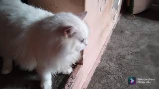 white cat seeing in left right #funnynautyanimal