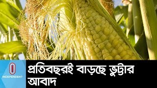 প্রতিবছরই বাড়ছে ভুট্টার আবাদ