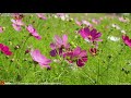 秋の風景 世羅ゆり園 「秋の花まつり」 part1 2 「 サルビア ケイトウ ジニア コスモス の花園」 2017.09.26 広島県 世羅町