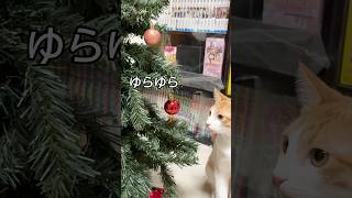 はじめてクリスマスツリーを子猫に見せてたらこうなりました#shorts