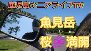 バイクで行く、鹿児島県指宿市魚見岳自然公園からの知林ヶ島展望!#鹿児島シニアライフTV#田舎暮らしのひまなオッサン＃鹿児島YouTube商店街