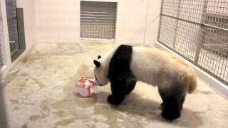 Panda TV: Giant panda's 5th Birthday