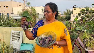 మా తోటలో వచ్చిన ద్రాక్ష  పండ్లు  || grapes Harvest|| #terracegarden #grapeharvest