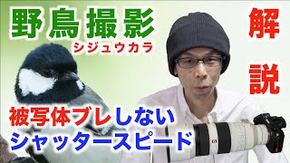 【野鳥撮影／撮り方】被写体ブレを防ぐシャッタースピード【シジュウカラ編】