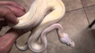 Ivory Pastel Ball Pythons For Sale. Buy at Big Apple Pet with Same Day Shipping.