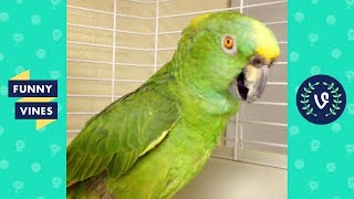 TRY NOT TO LAUGH - Birds & Parrots Funny Animals Fails Compilation | Cute Vines April & May 2018