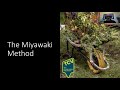 TCV and the Miyawaki Method