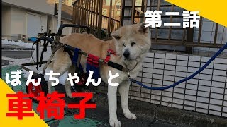 秋田犬のぼんちゃん、車椅子で、すいすい歩けちゃったの巻（ぼんちゃんと車椅子第2話）