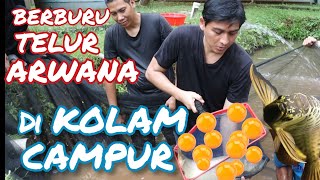 CARI TELUR ARWANA : PART 1 - DI KOLAM CAMPUR