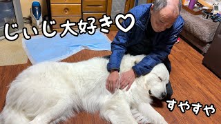 【可愛い♡】大好きなじぃじの前だと赤ちゃんのように甘えちゃう超大型犬がこちらです…！｜グレートピレニーズ\u0026オールドイングリッシュシープドッグ\u0026トイプードル