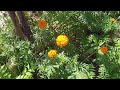 मेरे बगीचे के फूल flowers in my garden gende ke phool sadabahar phool periwinkle marigold