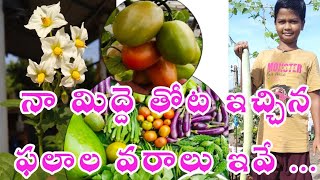 Easy Terrace Gardening| టెర్రస్ గార్డెనింగ్ చాలా ఈజీగా చేసుకోండి| Organic Vegetables Harvesting