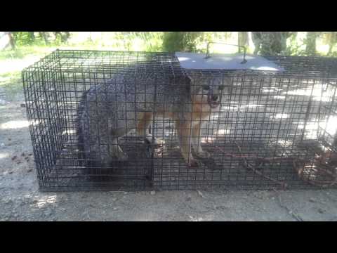 Live Trapping - Fox #2 Live Trapping - Fox #2