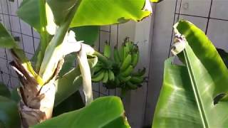 Cavendish banana harvest Update video