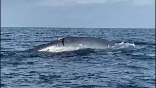 whale dolphin watching at srilanka mirissa |  whale சுற்றுலா மிரிசா கடற்கரை , ஸ்ரீலங்கா |