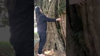 Embracing a 2,500 Year Old Yew Tree in Doulting, England, UK #shorts