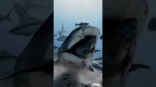 Giant Shark Attacks Huge Fish! #shark #animals #sea #scary