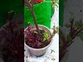 red amaranthus తోటకూర లో మూడు రకాలు కోసుకుందామా gardening youtubeshorts viral womenworld rama