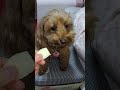 愛犬がただひたすらりんごを食べる動画 asmr トイプードル