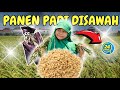 PERTAMA KALI ARSYI PANEN PADI SAMPAI KETIDURAN⁉️ADA BONEKA SAWAH LUCU