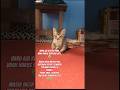 VIDEO KENANG²AN BOY😭😭 #videokenangan#shortvideo #catlover #kucing #kitten #funnycats