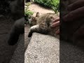 お腹モフられてめっちゃリラックスしてる薄キジ猫 shorts