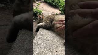 お腹モフられてめっちゃリラックスしてる薄キジ猫 #Shorts