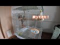 【飼う前に】結構うるさいオカメインコの鳴き声