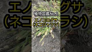 植物図鑑No.1エノコログサ（ネコジャラシ）の紹介【#植物図鑑 #野草 #植物 #雑草 #植物 】