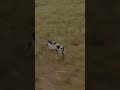 hunting hog by helicopter #shorts