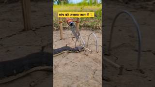 सांप को फसाया जाल में 🐍 #youtube #jungle #trend #ytshorts #sanke #animals #forest #viralshort #tag