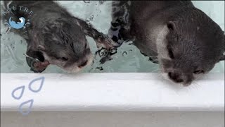 Otter baby started to practice swimming!