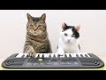 Cats and Piano