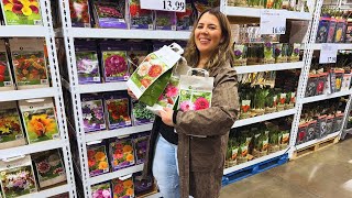 Shopping For Dahlias at Costco? Watch This BEFORE You Buy! 🌸