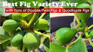 Secrets to Maximum Your Fig Production | Best Fig Tree Variety Ever (这是最好的无花果树品种，结果量可翻四倍)